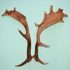 antlers